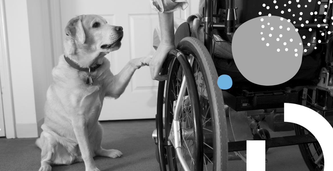 Perro de asistencia junto a una persona usuaria de silla de ruedas